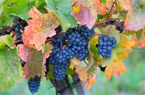 st laurent grapes.